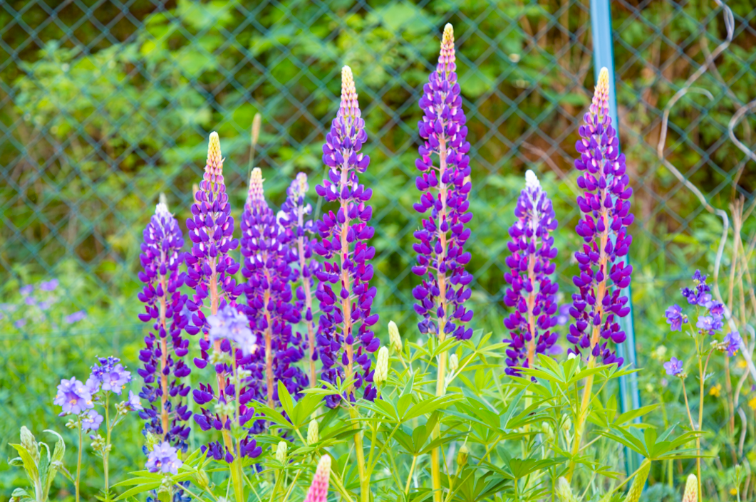 Lupinen für jeden Garten ein Gewinn · nhz24.de