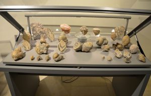 Fossile Schnecken aus der alpinen Kreide-Zeit vom Salzkammergut